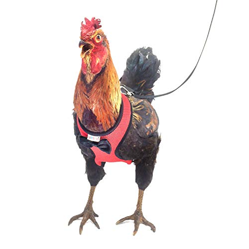 Yesito Huhngeschirr Henne Größe mit 1,8 m passender Leine - verstellbar, belastbar, bequem, atmungsaktiv, große Größe, geeignet für Huhn mit einem Gewicht von ca. 3 kg, rot von Yesito