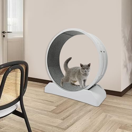 Katzenlaufrad, Laufrad katze mit Arretierung, katzenrad Raddurchmesser 80cm, Laufrad für Katzen, Katzenspielzeug Kratzfest für Haushalte, Zoohandlungen, Robust und Langlebig, Stabil und Leise Katzenlaufrad, Laufrad katze mit Arretierung, katzenrad Raddurchmesser 80cm, Laufrad für Katzen, Katzenspielzeug Kratzfest für Haushalte, Zoohandlungen, Robust und Langlebig, Stabil und Leise von Yolancity