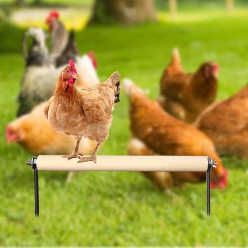Hühnerstange für Hühnerstall, Hühnerspielzeug Hühnerstall Zubehör mit Metallpfähle Trainingsplattform für Außenhaltung Hühner-Sitzstange Trainingsstange für Geflügel Hahn Küken Papageien Hühnerstange für Hühnerstall, Hühnerspielzeug Hühnerstall Zubehör mit Metallpfähle Trainingsplattform für Außenhaltung Hühner-Sitzstange Trainingsstange für Geflügel Hahn Küken Papageien von Ysislybin
