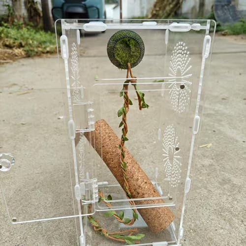 Spinnen Terrarium | Moos-Springspinnen Terrarium Mit Magnethalterung - Für Ruhe Fütterung Zuhause Reptilien Frösche Grillen von Yugugomo