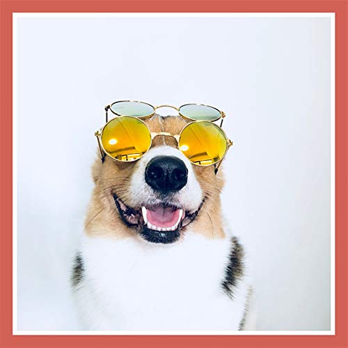 Z-LIANG Augenabnutzung Mittelgroße Hundegläser Mode Augenabnutzung Haustier Sonnenbrille für Katzen Haustiere Peting Pet Products Hundezubehör Liefert Maskottchen Tierzubehör von Z-LIANG