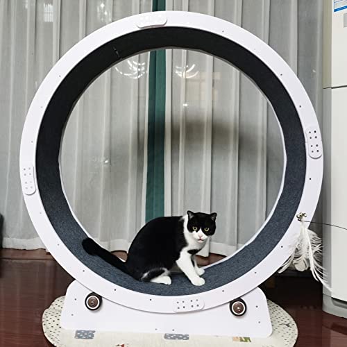 Katzenlaufrad Indoor-Katzen-Heimtrainer Laufband, Spaltfreies Katzenlaufrad für Kleine/Große Katzen, Leiser Catwheel-Trainer, Spielzeug für Erwachsene Katzen / Kätzchen ( Size : 80cm/31.5" ) von ZIMGOD