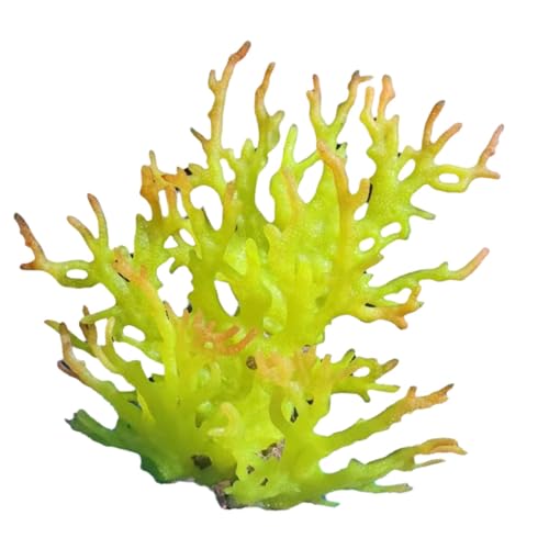 ZMYING Künstliche Wasserpflanze für Aquarien, Terrarium, Aquarien, Ornamente, Dekorationen, Pflanze zum Dekorieren von Aquarien von ZMYING