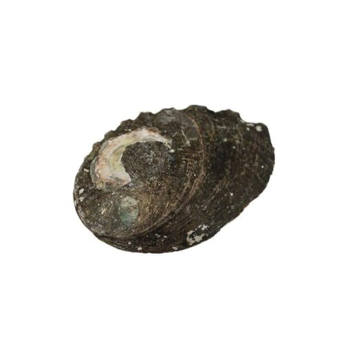 9-13 cm natürliche Abalone-Muschel, große Muscheln, nautisches Dekor, Aquarium, Landschaft, Aquarium, Hochzeitsdekoration von ZOHIKO