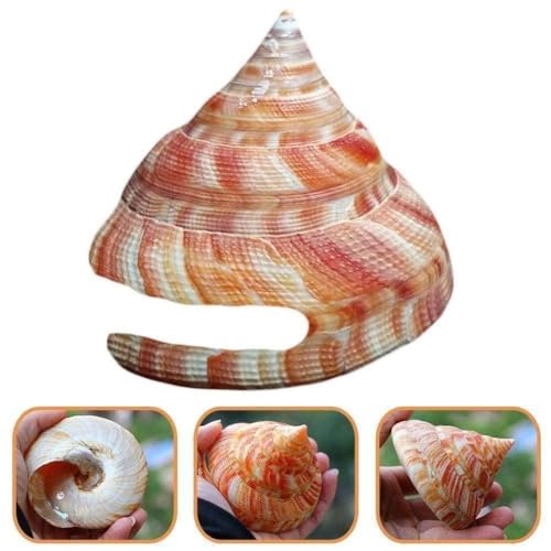 Neue 5-10cm Rot Braun Wengrong Schnecke Marine Life Natürliche Aquarium Muschel Schnecken F Handwerk Dekorationen Landschaft B4u0 von ZOHIKO