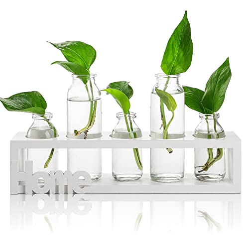 ZOOFOX Pflanzen-Terrarium mit Holzständer, 5 Luft-Pflanzgefäße, Glasvase für Tisch-Hydrokultur-Pflanzen, Heimbüro-Dekoration (weiß) von ZOOFOX