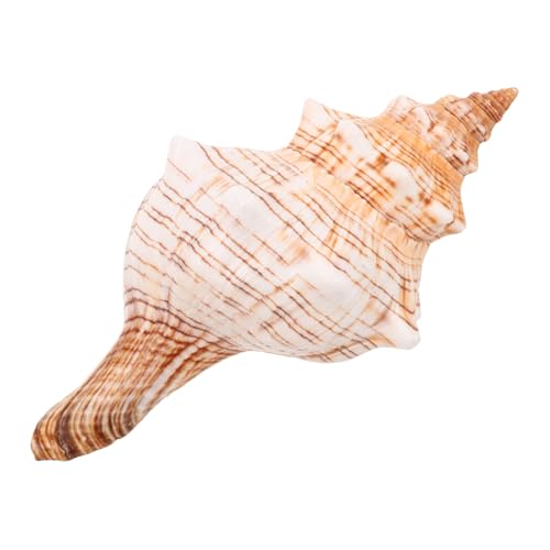 ZUNOXAZ Natürliche Meeresschnecke Tischdekoration Aquarium Ornament Tropischer Blumenvasen-Deko für Strandmotto Hochzeitsfeier Innenraum von ZUNOXAZ
