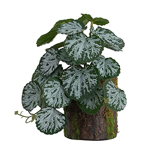ZWTPGKRD Kletterer Bonsai Grün - Bonsai Lebensraum Dekor für Eidechsen Schlangen Terrarium klein künstlich für Badezimmer Dekor ZWTPGKRD Kletterer Bonsai Grün - Bonsai Lebensraum Dekor für Eidechsen Schlangen Terrarium klein künstlich für Badezimmer Dekor von ZWTPGKRD