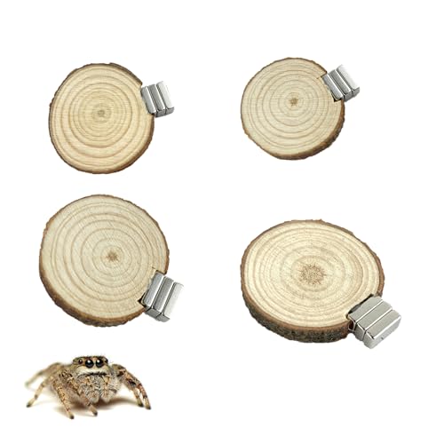 Springspinnengehege mit Magneten, natürliches Kiefernholz, Spinnen für Spoods, springende Spinnen, magnetische Leiter, Springspinnen, Zubehör, 4 Stück Springspinnengehege mit Magneten, natürliches Kiefernholz, Spinnen für Spoods, springende Spinnen, magnetische Leiter, Springspinnen, Zubehör, 4 Stück von ZXUAQNOE