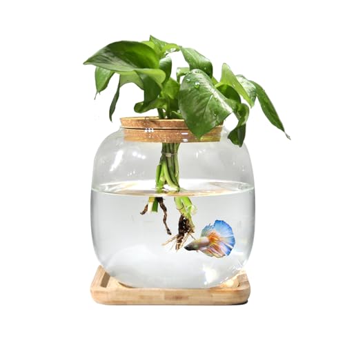 Glasvase für Aquarien, Betta-Fischbecken mit Bambusständer, Hydrokultur-Terrarium mit Korkdeckel von Zaborik