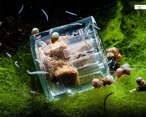 Zhangu Products Planarienfalle mit 8 Löchern Zhangu Products Planarienfalle mit 8 Löchern von Zhangu Products