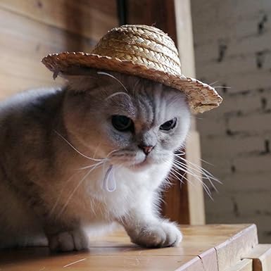 1 x niedlicher Mini-Sommer-Strohhut, verstellbarer Sonnenhut für kleine Katzen und Hunde, niedliches Haustierkostüm, praktisches Haustier-Zubehör 1 x niedlicher Mini-Sommer-Strohhut, verstellbarer Sonnenhut für kleine Katzen und Hunde, niedliches Haustierkostüm, praktisches Haustier-Zubehör von Zhhuoc