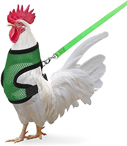 Hühnergeschirr mit Leine, verstellbare Hühnerleine für Hühner, Ente, Welpen (Grün, M) von Zhichengbosi