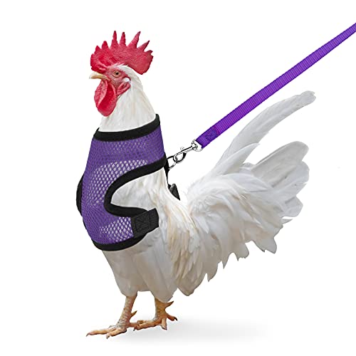 Hühnergeschirr mit Leine, verstellbare Hühnerleine für Hühner, Ente, Welpe (Lila, M) von Zhichengbosi