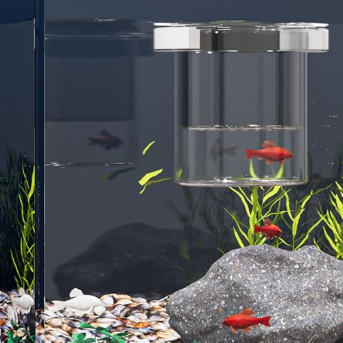 Zibeem Fisch-Zuchtbox für Aquarium | Jungfisch-Separator für Aquarium - Sichere Brut- und Aufzuchtstation für Betta Jungfische Skalar Eier Akklimatisierung Zibeem Fisch-Zuchtbox für Aquarium | Jungfisch-Separator für Aquarium - Sichere Brut- und Aufzuchtstation für Betta Jungfische Skalar Eier Akklimatisierung von Zibeem
