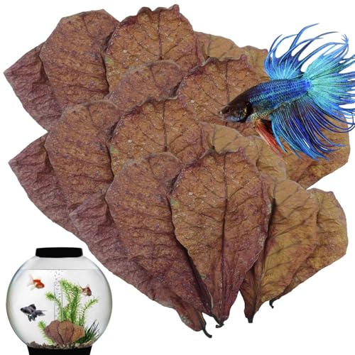 Aquarium Mandelblätter – 50 Stück Natürliche Wasseraufbereiter | Getrocknete Blätter Für Fische Zierbecken | Aquarienpflege – Tropische Biotopgestaltung Pflege Aquarium Mandelblätter – 50 Stück Natürliche Wasseraufbereiter | Getrocknete Blätter Für Fische Zierbecken | Aquarienpflege – Tropische Biotopgestaltung Pflege von Ziennhu