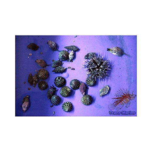Reinigungs - Kommando für Meerwasseraquarien für Aquarien bis 150 Liter gegen Algen im Salzwasseraquarium - Versand per Tierspedition Reinigungs - Kommando für Meerwasseraquarien für Aquarien bis 150 Liter gegen Algen im Salzwasseraquarium - Versand per Tierspedition von Zierfischtreff.de