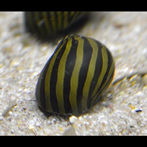 Vittina Coromandeliana - Zebra Rennschnecke - 10 Stück Algenkiller Inklusive 1 Futterprobe Von Der Bayerischen Aquaristikmanufaktur Vittina Coromandeliana - Zebra Rennschnecke - 10 Stück Algenkiller Inklusive 1 Futterprobe Von Der Bayerischen Aquaristikmanufaktur von Zierfischtreff.de