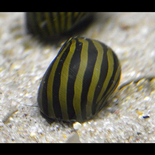 Vittina Coromandeliana - Zebra Rennschnecke - 10 Stück Algenkiller Inklusive 1 Futterprobe Von Der Bayerischen Aquaristikmanufaktur von Zierfischtreff.de