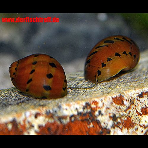 Vittina semiconica - Rennschnecke " Orange Track " - 10 Stück - Hübscher Algenfresser Inklusive 1 Futterprobe Von Der Bayerischen Aquaristikmanufaktur Vittina semiconica - Rennschnecke " Orange Track " - 10 Stück - Hübscher Algenfresser Inklusive 1 Futterprobe Von Der Bayerischen Aquaristikmanufaktur von Zierfischtreff.de