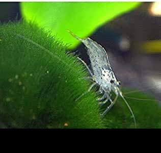 Zierfischtreff.de 20 x Amanogarnelen - Caridina multidentata BZW. Japonica der wahrscheinlich Beste Algenvernichter für jedes Aquarium von Zierfischtreff.de