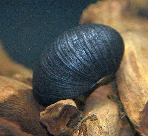 Zierfischtreff.de Antrazit - Napfschnecke Neritina pulligera 10 Stück - TOP Algenfresser - Antrazitschnecke - Antrazit Schnecke von Zierfischtreff.de