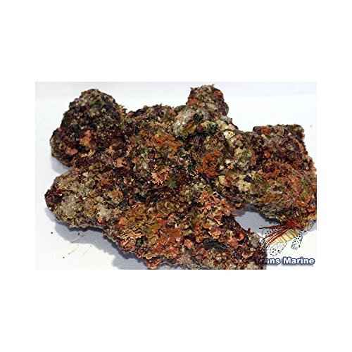 Zierfischtreff.de Lebendes Riffgestein für Meerwasseraquarien Riffkeramik aus Bali, 5 kg - schöne Steine - ideal zum Aufbau eines schönen Korallenriffs im Meerwasseraquarium Zierfischtreff.de Lebendes Riffgestein für Meerwasseraquarien Riffkeramik aus Bali, 5 kg - schöne Steine - ideal zum Aufbau eines schönen Korallenriffs im Meerwasseraquarium von Zierfischtreff.de