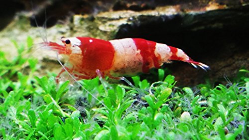 Zierfischtreff.de Red Bee - Rote Bienengarnelen 10 Stück DNZ + 1x Futterprobe Zierfischtreff.de Red Bee - Rote Bienengarnelen 10 Stück DNZ + 1x Futterprobe von Zierfischtreff.de