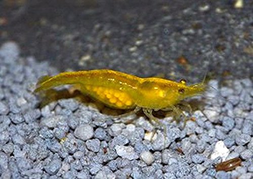 Zierfischtreff.de Yellow Fire Garnele - Neocaridina, 10 Stück + 1 Portion Unterwassergras/Unterwasserrasen von Zierfischtreff.de