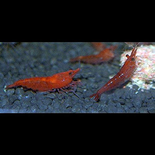 Zierfischtreff.de Zwerggarnelen Neocaridina Red Fire 10 Stück TOP in Farbe Algenfresser + 2 Mooskugel von Zierfischtreff.de