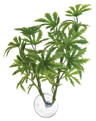 Zoo Med Laboratories AZMBP21 Betta-Pflanze, Papaya. Zoo Med Laboratories AZMBP21 Betta-Pflanze, Papaya. von Zoo Med