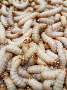 ANEWSIR Zoo-Papp Bienenmaden lebend XXL 250 Stück Wachsmaden Lebendfutter Reptilien | lebende Maden zum Angeln | Futtertiere lebend Maden Angeln lebend Maden lebend Wachsmottenlarven lebend von Zoo-Papp