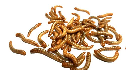 Zoo-Papp Mehlwürmer lebend 500g in Box mit Eierkarton | lebendige Mehlwürmer | Mehlwürmer Lebendfutter Reptilien | lebende Mehlwürmer kaufen Würmer lebend klein von Zoo-Papp