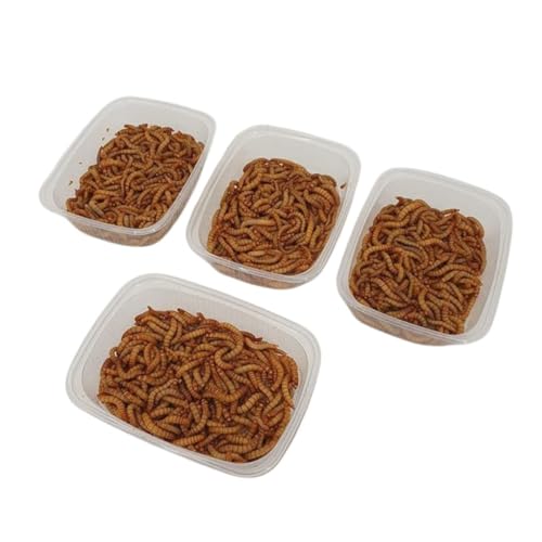 Mehlwürmer lebend 100 g Dose + 20g Extra, SAHAWA Aufzuchtfutter Vogelfutter, Proteinfutter für Igel, Reptilien, Hühnerfutter, Wachtelfutter, lebende Mehlwürmer Mehlwürmer lebend 100 g Dose + 20g Extra, SAHAWA Aufzuchtfutter Vogelfutter, Proteinfutter für Igel, Reptilien, Hühnerfutter, Wachtelfutter, lebende Mehlwürmer von Zoo- Spezi
