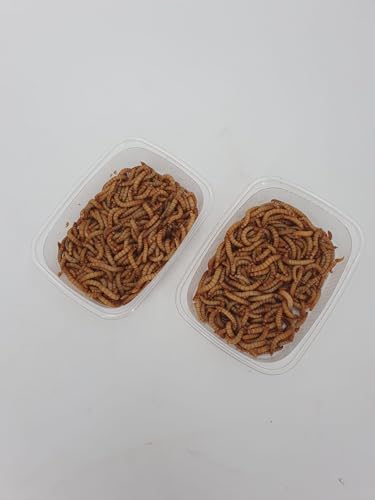 Mehlwürmer 50g Dose lebend SAHAWA Vogelfutter Igelfutter Aufzucht Futtertiere von Zoo- Spezi