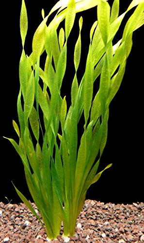 Zoomeister - 1 Bund Asiatische Wasserschraube (Vallisneria Asiatica) von Zoomeister