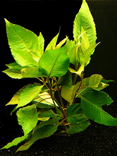 Zoomeister - 1 Bund KIRSCHBLATT (HYGROPHILA CORYMBOSA Cherry Leave) von Zoomeister