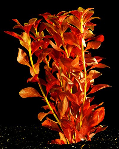 Zoomeister - 1 Bund Ludwigia repens Diamond red von Zoomeister