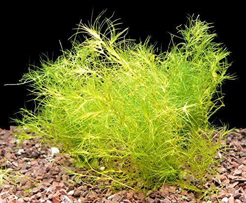 Zoomeister - 1 Bund Nixkraut (Najas Indica) von Zoomeister