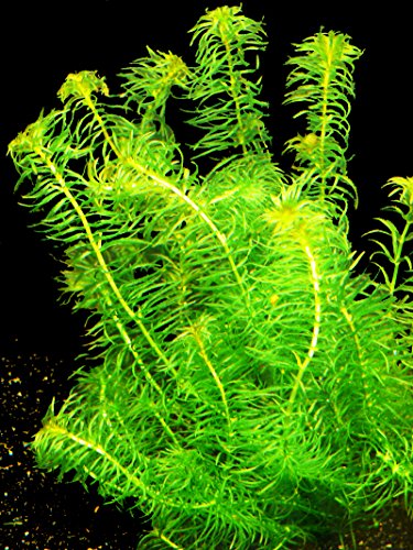 Zoomeister - 1 Bund Nixkrautähnliche Wasserpest (Egeria najas) von Zoomeister