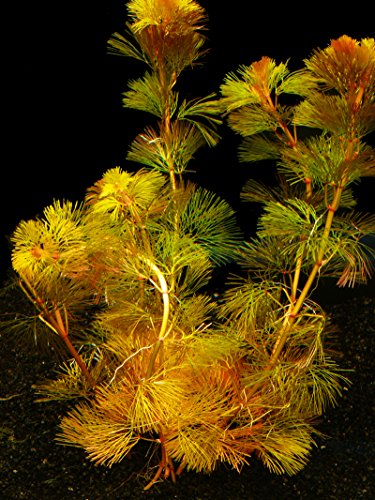 Zoomeister - 1 Bund Rote Haarnixe (Cabomba Piauhyensis) von Zoomeister