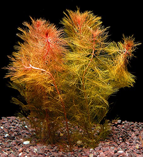 Zoomeister - 1 Bund Rotes Tausendblatt (Myriophyllum Mattogrossense) von Zoomeister
