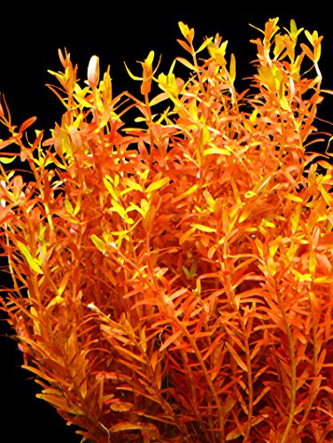 Zoomeister - 1 Bund Rundblättrige Rotala Rot (Rotala Rotundifolia) von Zoomeister