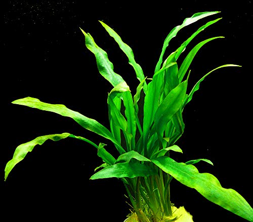 Zoomeister - 1 Bund Spiraliger Wasserkelch (Cryptocoryne Spiralis) von Zoomeister