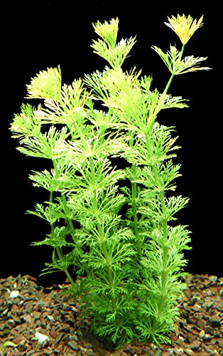 Zoomeister - 1 Bund Sumpffreund (Limnophila Sessiliflora) von Zoomeister