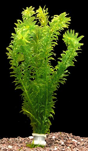 Zoomeister - 1 Bund Wasserpest (Egeria Densa) von Zoomeister