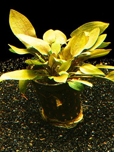 Zoomeister - 1 Topf Cryptocoryne Wendtii Brown- Wasserkelch Zoomeister - 1 Topf Cryptocoryne Wendtii Brown- Wasserkelch von Zoomeister