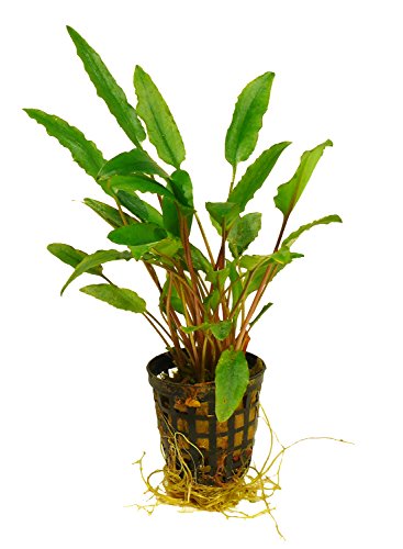 Zoomeister - 1 Topf Cryptocoryne Wendtii Green - Wasserkelch Zoomeister - 1 Topf Cryptocoryne Wendtii Green - Wasserkelch von Zoomeister