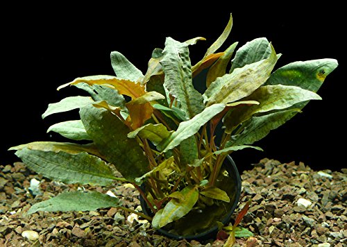 Zoomeister - 1 Topf Cryptocoryne Wendtii Tropica - Wasserkelch von Zoomeister