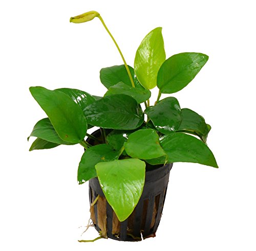 Zoomeister - 1 Topf Goldenes Zwergspeerblatt (Anubias Nana Golden) von Zoomeister